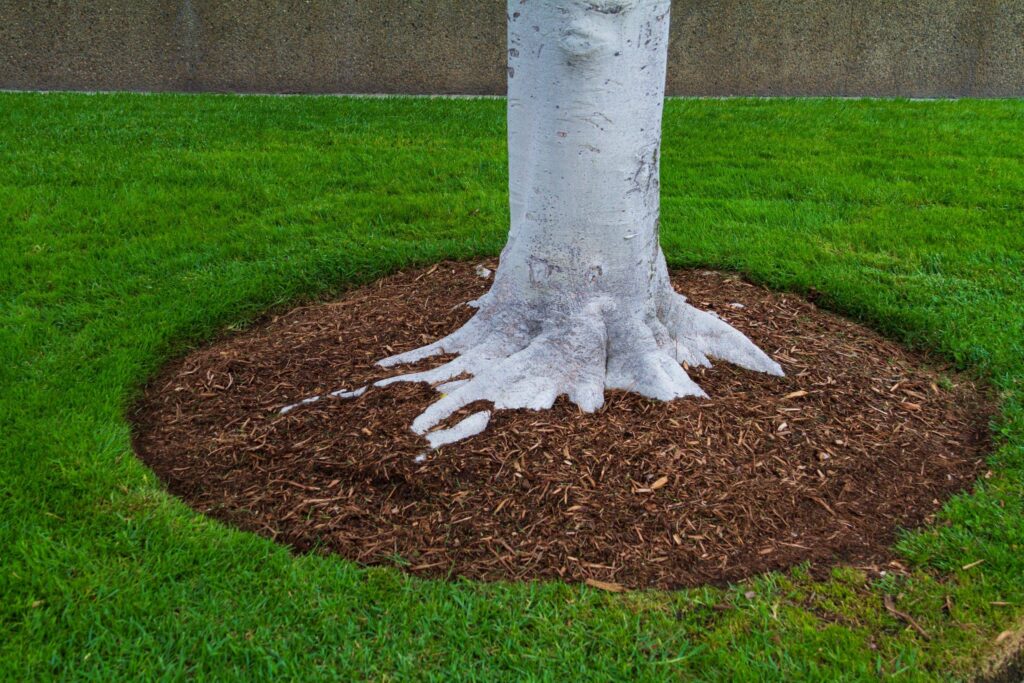 Tree Care Guide | Horhut Tree Experts