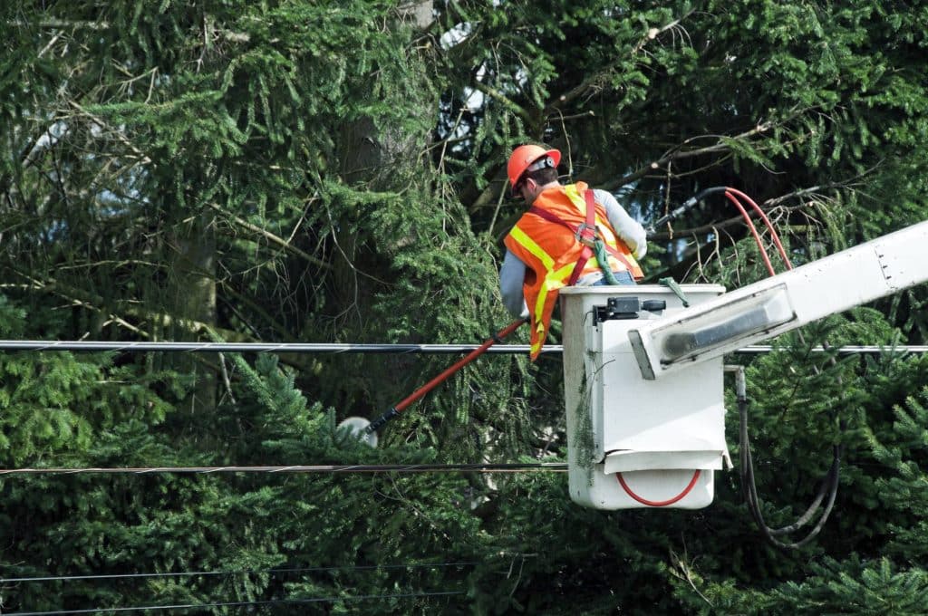 Man cutting tree branches away from power lines