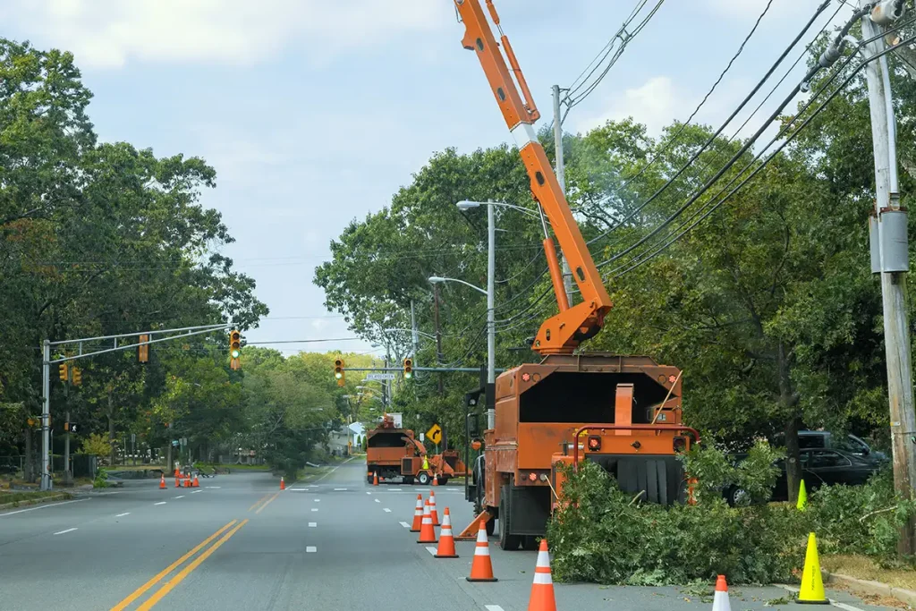 Tree-Removal-Road
