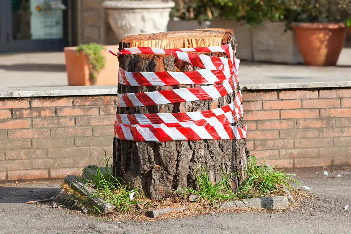 red and white caution tape wrapped around tree stu 2025 03 23 20 38 26 utc copy