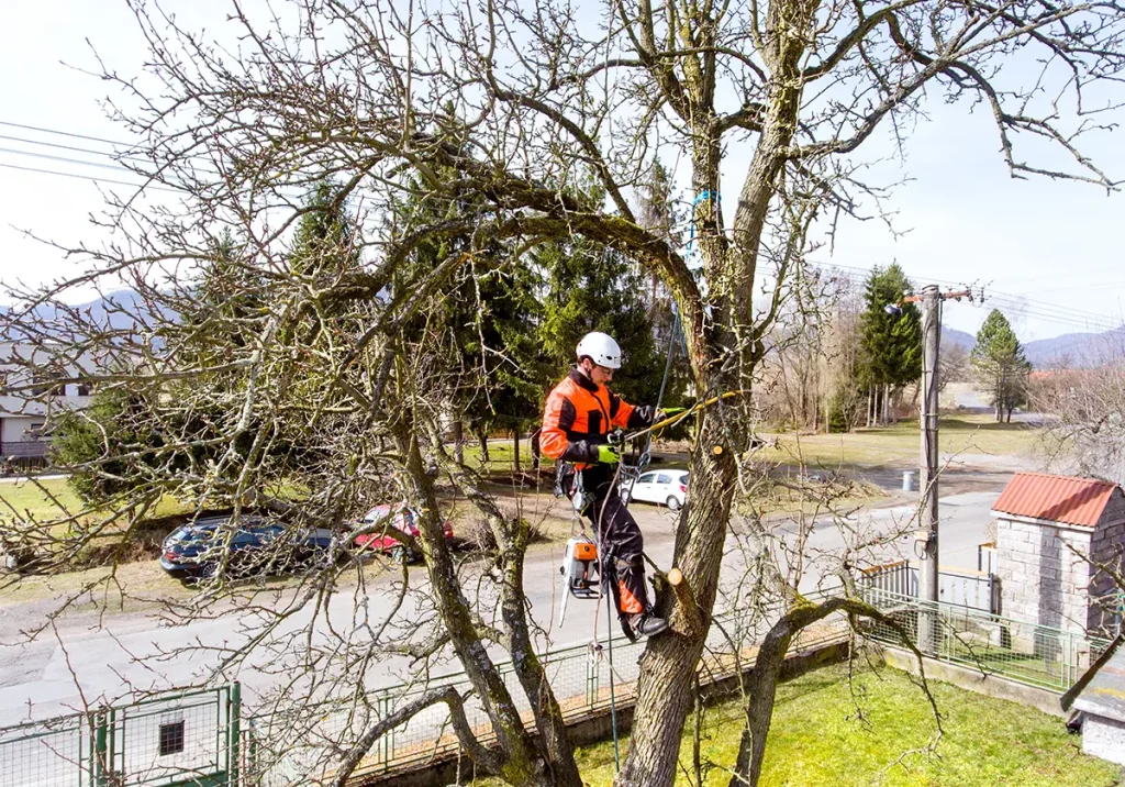 Tree Pruning Arborist