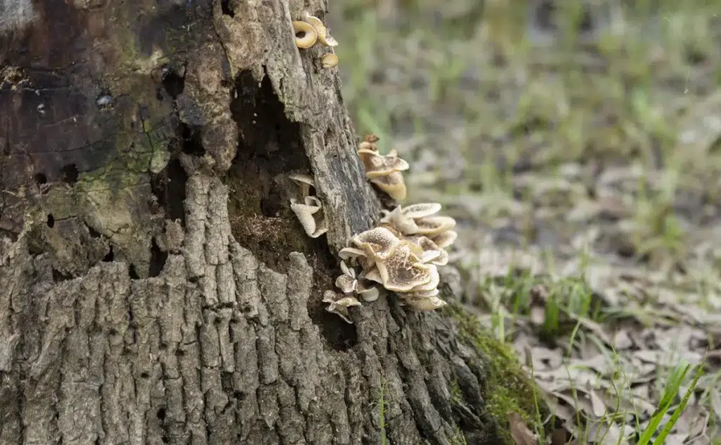 Diseased Tree Mushrooms