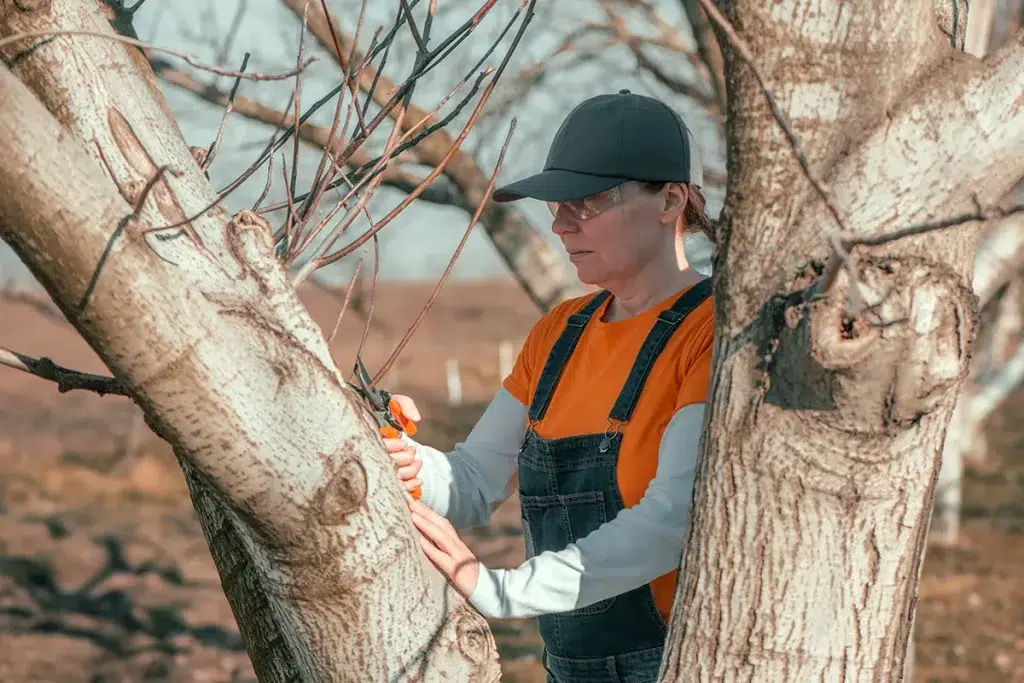 Woman Pruning Tree