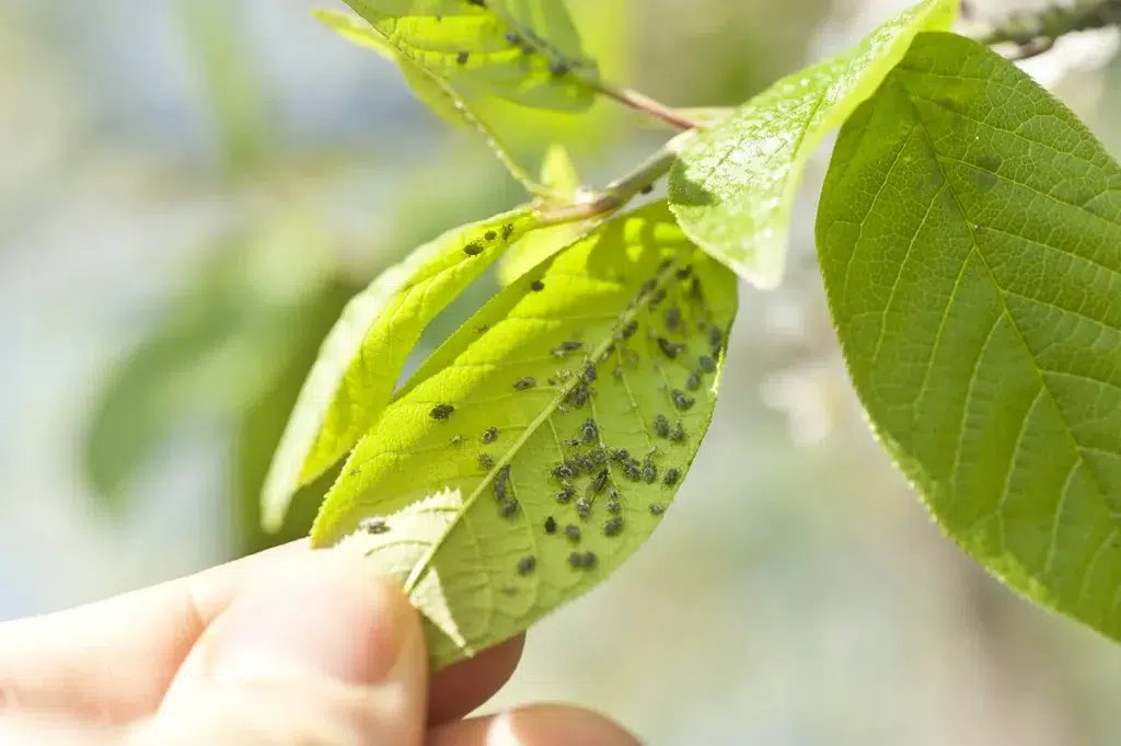 Aphids Tree