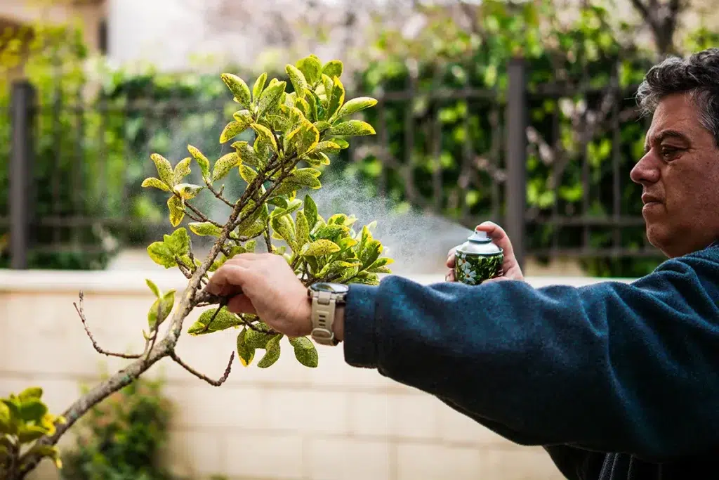 Spraying Tree Pests Oil