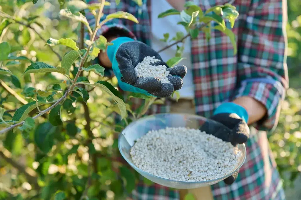 fertilizing trees