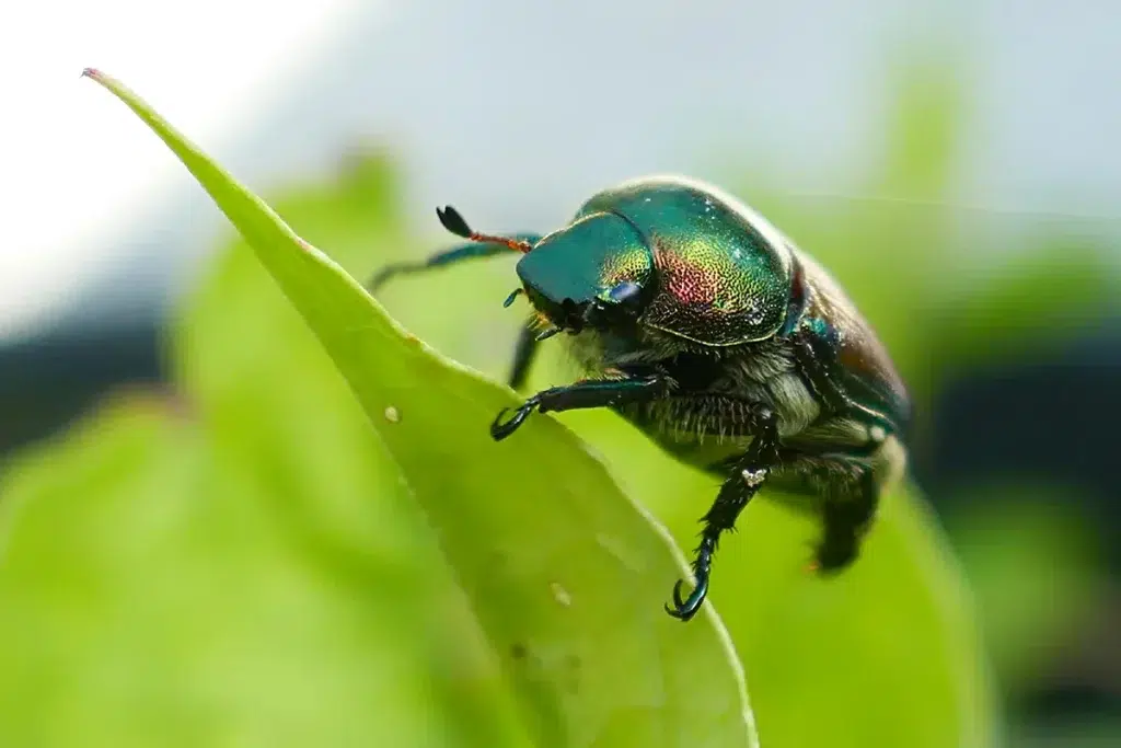 japanese beetle on a leaf in the usa