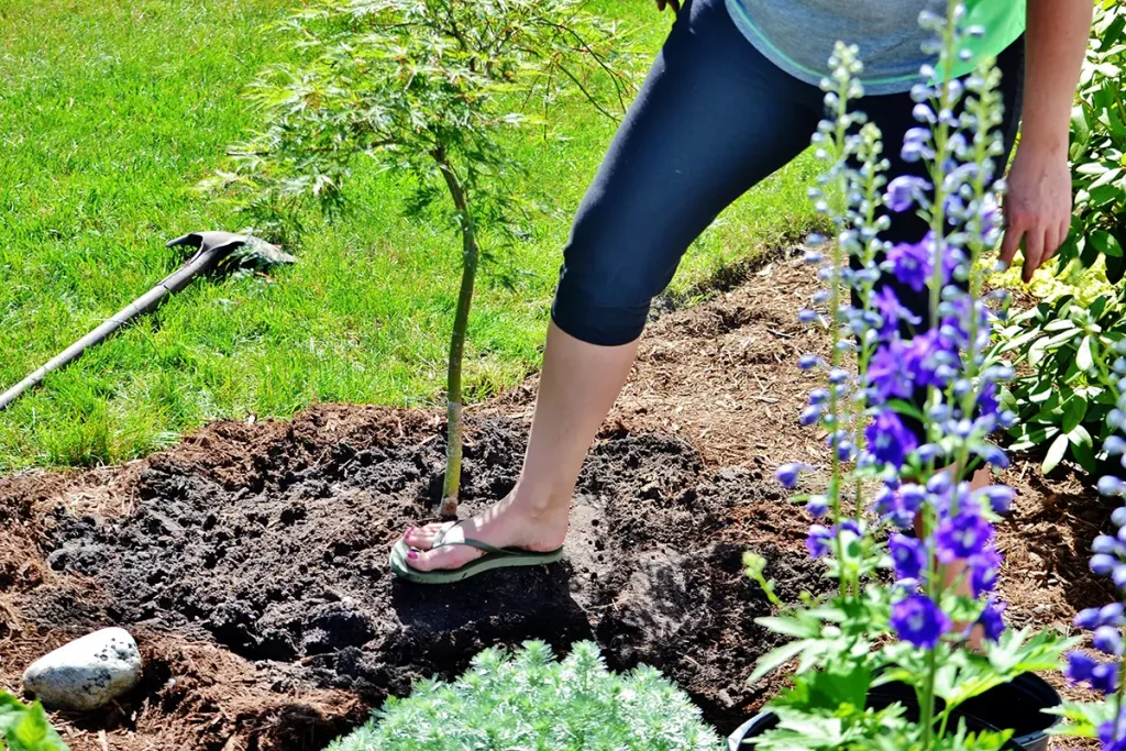 planting new tree