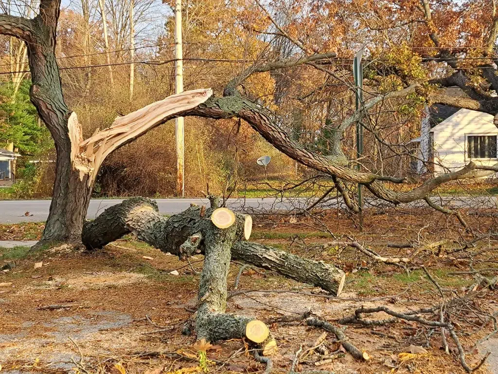 Tree Damage