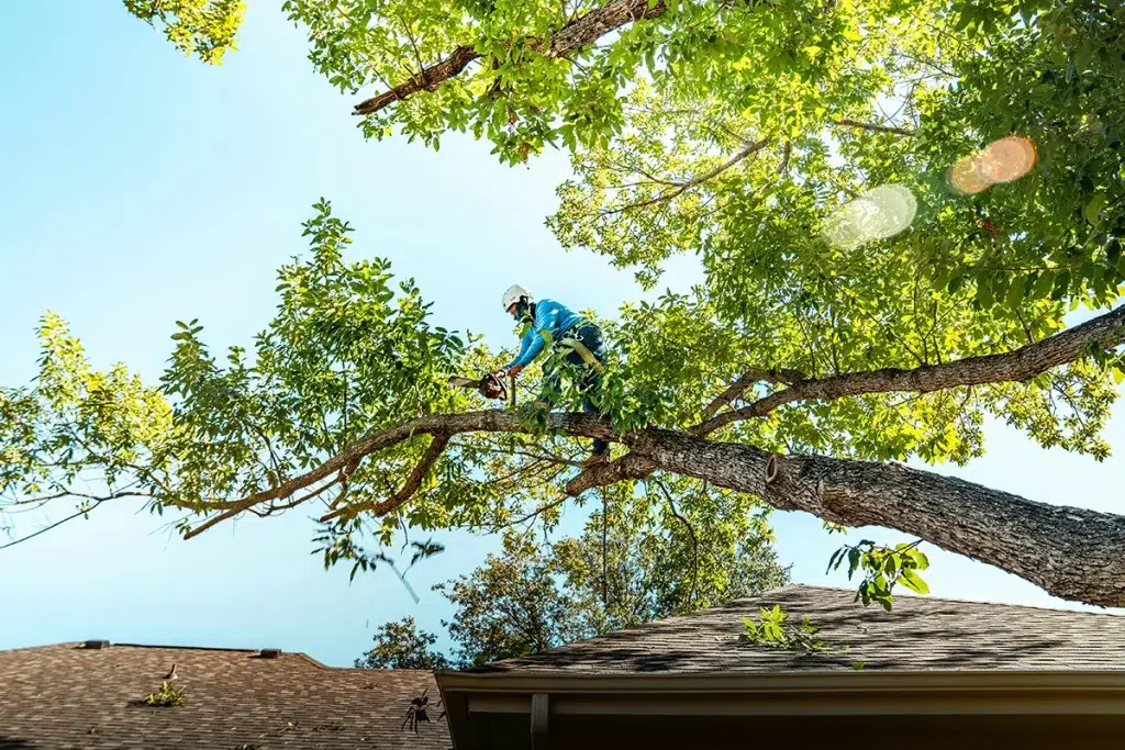Tree Emergency Prevention